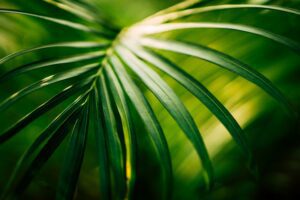 Palm leave